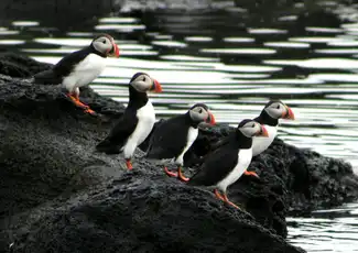 Reykjavik: Puffin Watching Express, Reykjavík, Iceland, Reykjavik Tickets.