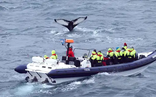 Whale Watching: Whales of Iceland Entry + RIB Boat Tour from Reykjavik, Reykjavík, Iceland, Reykjavik Tickets.