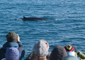 Whale Watching: Elding's Wildlife Exhibition Entry + Tour from Reykjavik, Reykjavík, Iceland, Reykjavik Tickets.