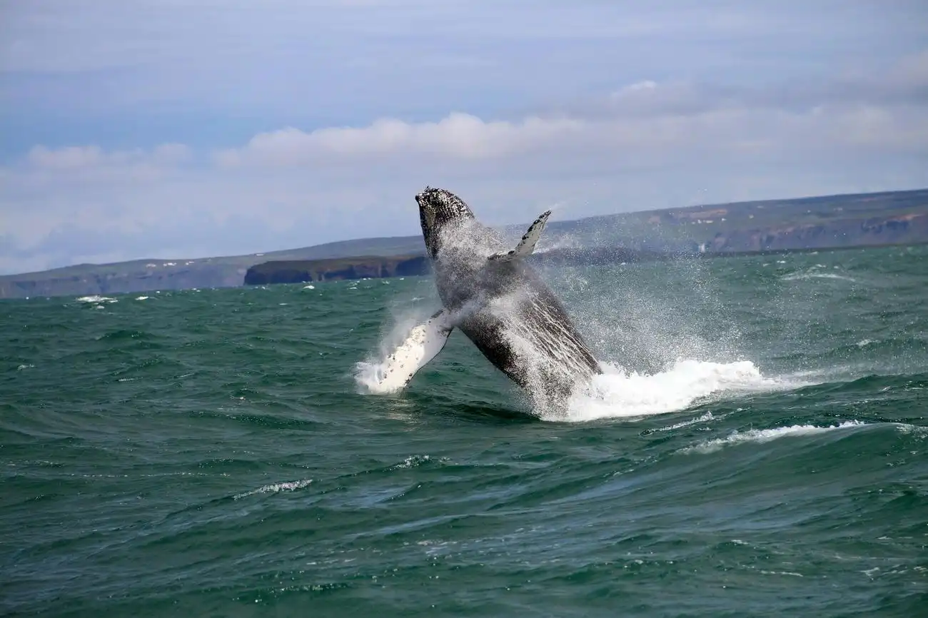 Akureyri: Whale Watching Cruise with Heated Indoor Seating, Akureyri, Iceland, Reykjavik Tickets.