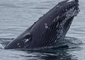 Whale Watching: Whales of Iceland Entry + RIB Boat Tour from Reykjavik, Reykjavík, Iceland, Reykjavik Tickets.