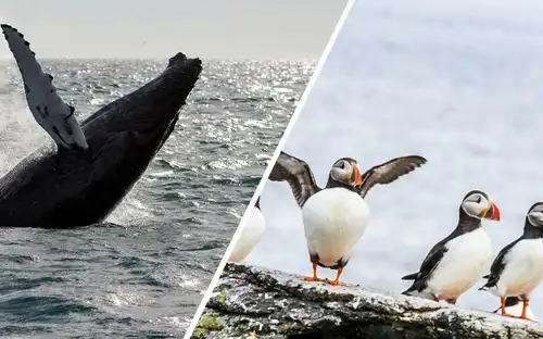Reykjavik: Whale Watching & Puffin Tour, Reykjavík, Iceland, Reykjavik Tickets.