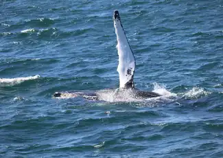 Reykjavik: Guided Whale Watching Tour, Reykjavík, Iceland, Reykjavik Tickets.