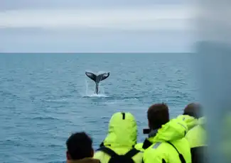 Whale Watching: Tour from Reykjavik, Reykjavík, Iceland, Reykjavik Tickets.