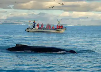 Whale Watching: Tour with Puffins Watching from Reykjavik, Reykjavík, Iceland, Reykjavik Tickets.