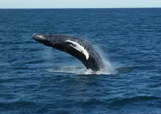 Reykjavik: Whale Watching & Northern Lights Combo Cruise, Reykjavík, Iceland, Reykjavik Tickets.