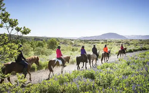 Horseback Riding with Icelandic Horses through the Lava Fields of Hafnarfjörður, Reykjavík, Iceland, Reykjavik Tickets.
