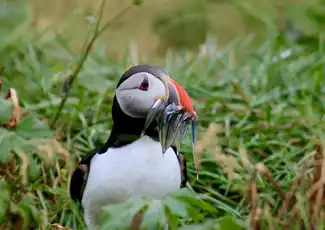 Iceland: Puffin Watching Tour from Reykjavik, Reykjavík, Iceland, Reykjavik Tickets.
