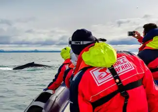Whale Watching: Tour with Puffins Watching from Reykjavik, Reykjavík, Iceland, Reykjavik Tickets.