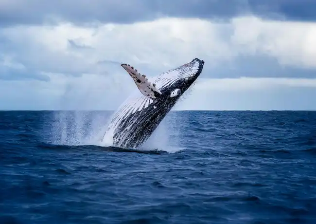 Akureyri: Whale Watching Cruise with Heated Indoor Seating, Akureyri, Iceland, Reykjavik Tickets.