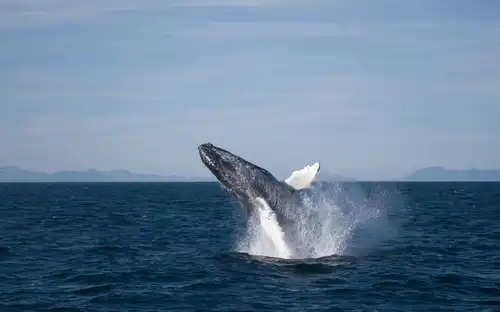 Whale Watching: Elding's Wildlife Exhibition Entry + Tour from Reykjavik, Reykjavík, Iceland, Reykjavik Tickets.