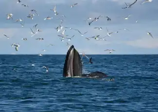 Whale Watching: Elding's Wildlife Exhibition Entry + Tour from Reykjavik, Reykjavík, Iceland, Reykjavik Tickets.