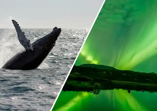 Reykjavik: Whale Watching & Northern Lights Combo Cruise, Reykjavík, Iceland, Reykjavik Tickets.